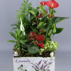 Caja de plantas verdes con anturio rojo