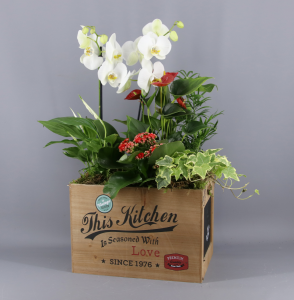 Caja madera con plantas