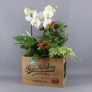 Caja madera con plantas